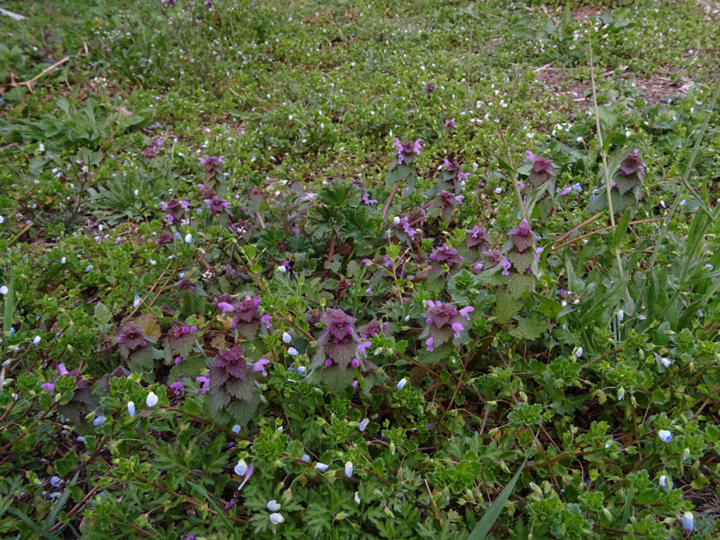 Lamium purpureum / Falsa ortica purpurea